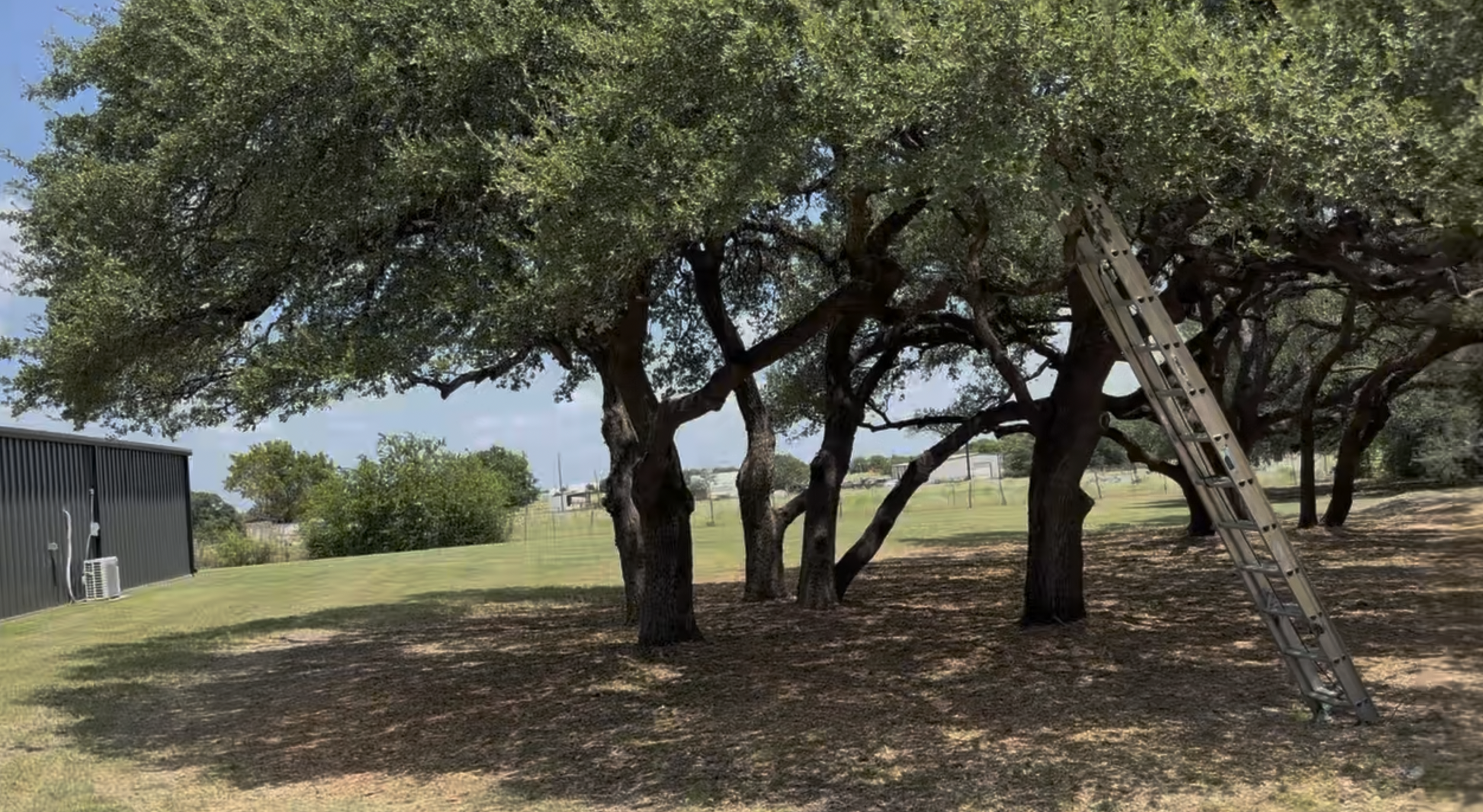 Live Oak Canopy Raising