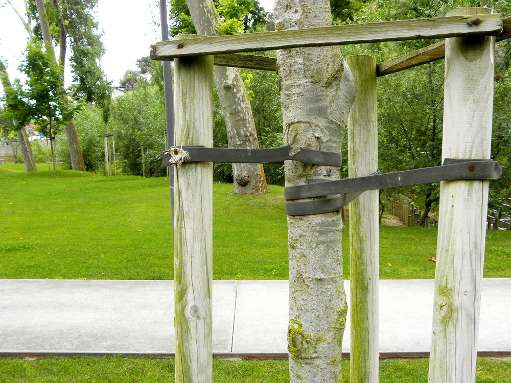 A young tree is supported by wooden stakes and black straps in a grassy park area near a paved walkway.