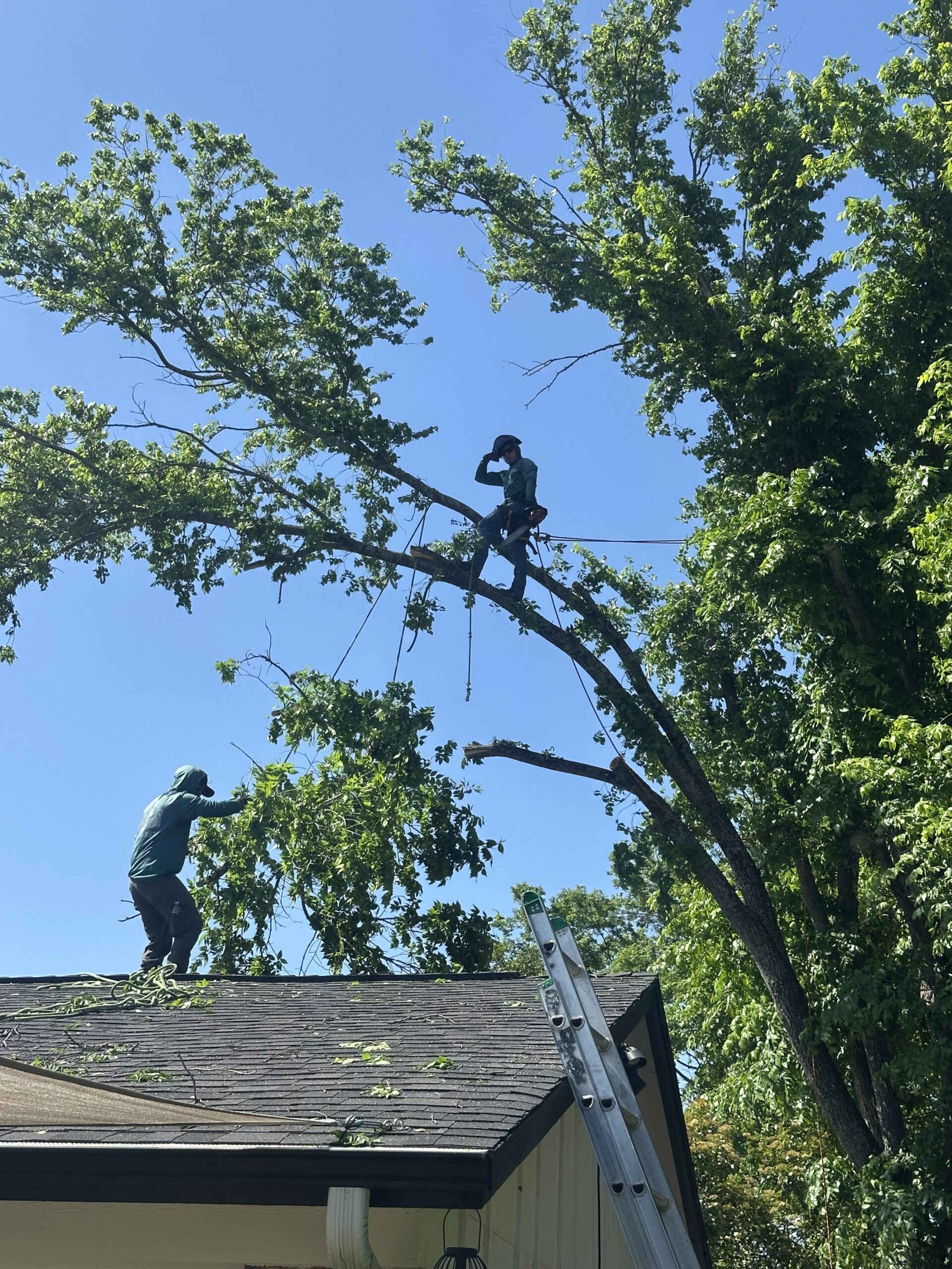 Two workers trim large tree branches near a house; one is on the roof and the other is harnessed high in the tree, with a ladder leaning against the house.