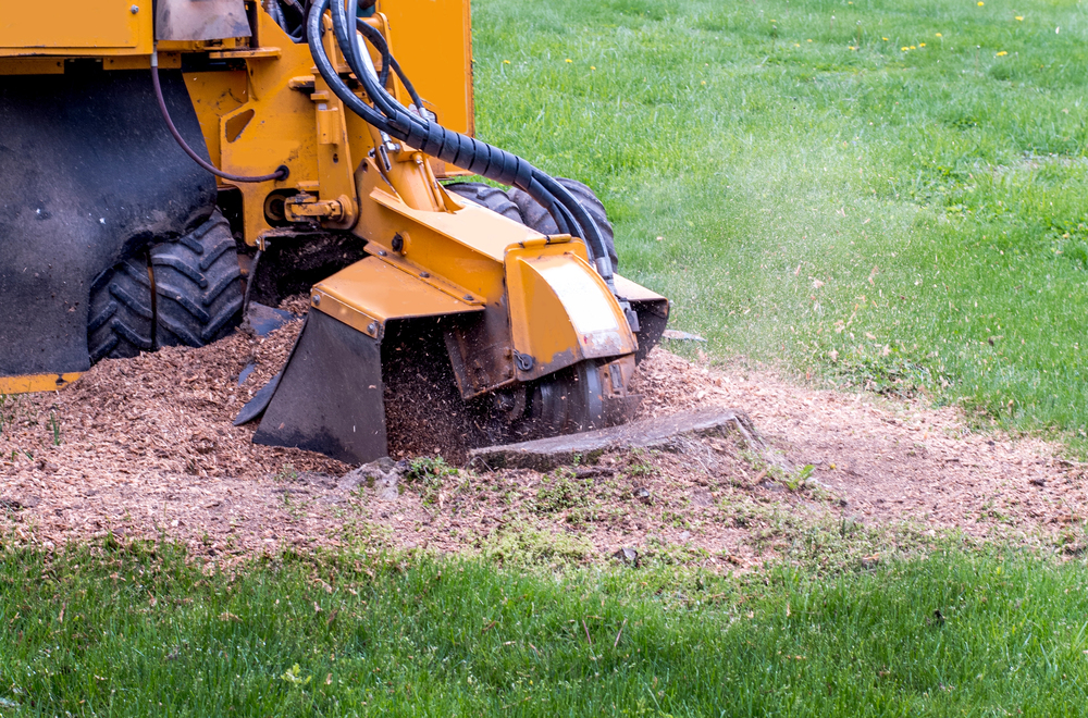 A yellow stump grinder machine performs stump grinding on a grassy lawn, efficiently breaking down a tree stump and creating wood chips and debris.