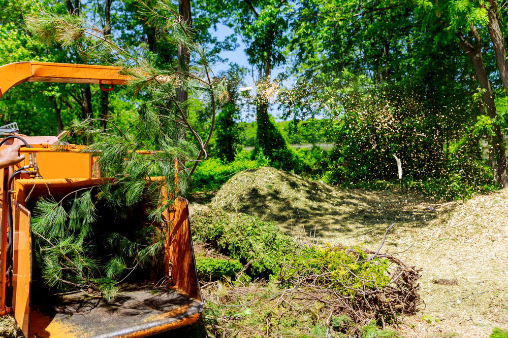 A wood chipper processes tree branches, ejecting wood chips onto a pile in a sunlit, wooded outdoor area.