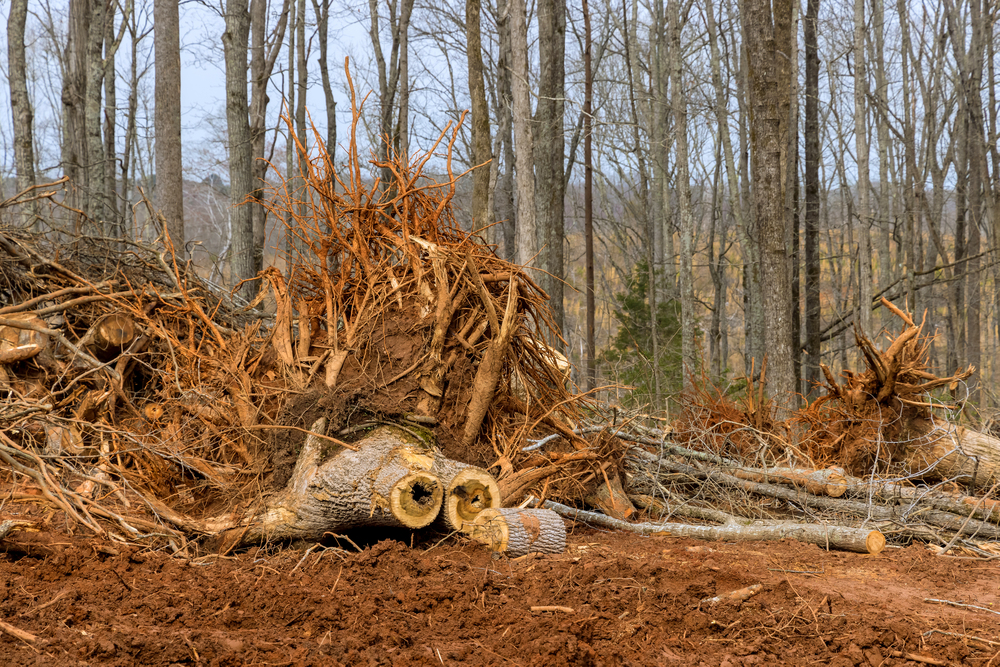 Uprooted trees and cut logs lie on the ground in a forest clearing, with bare tree trunks standing in the background.