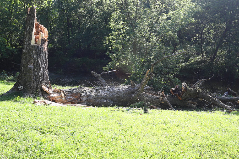 A large tree has snapped and fallen on a grassy area near a pond, with the broken trunk still standing upright. Dense woods are visible in the background.