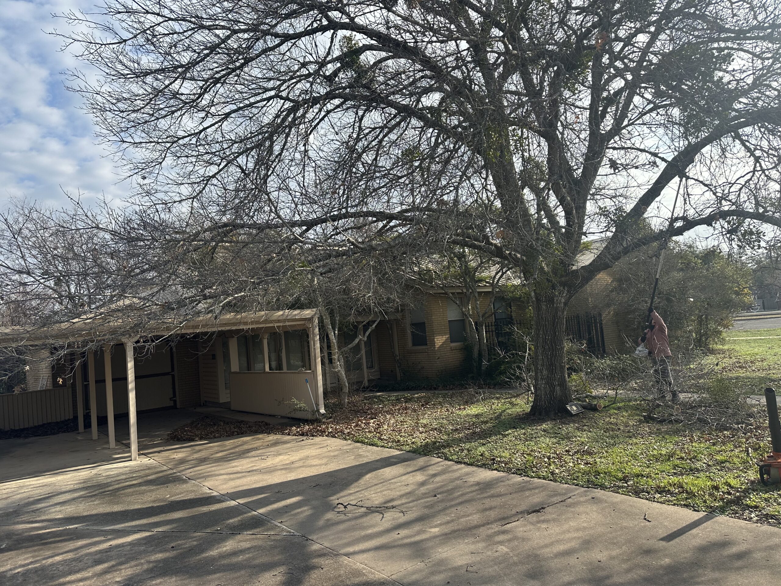 A large tree with leafless branches stands beside a house with a carport; a person is trimming branches in the yard on a sunny day.