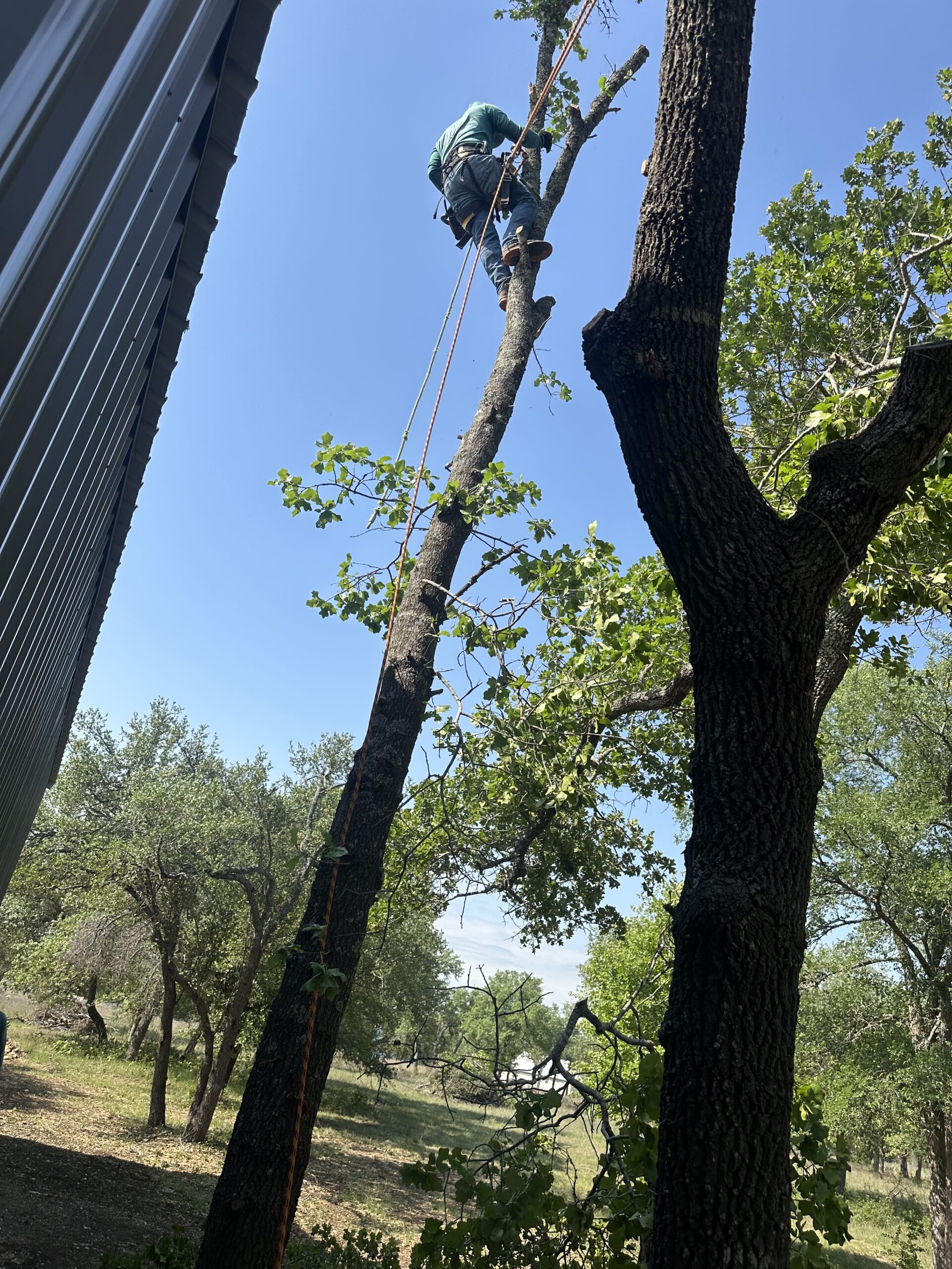 Clean Cuts Tree Care in The Hills TX