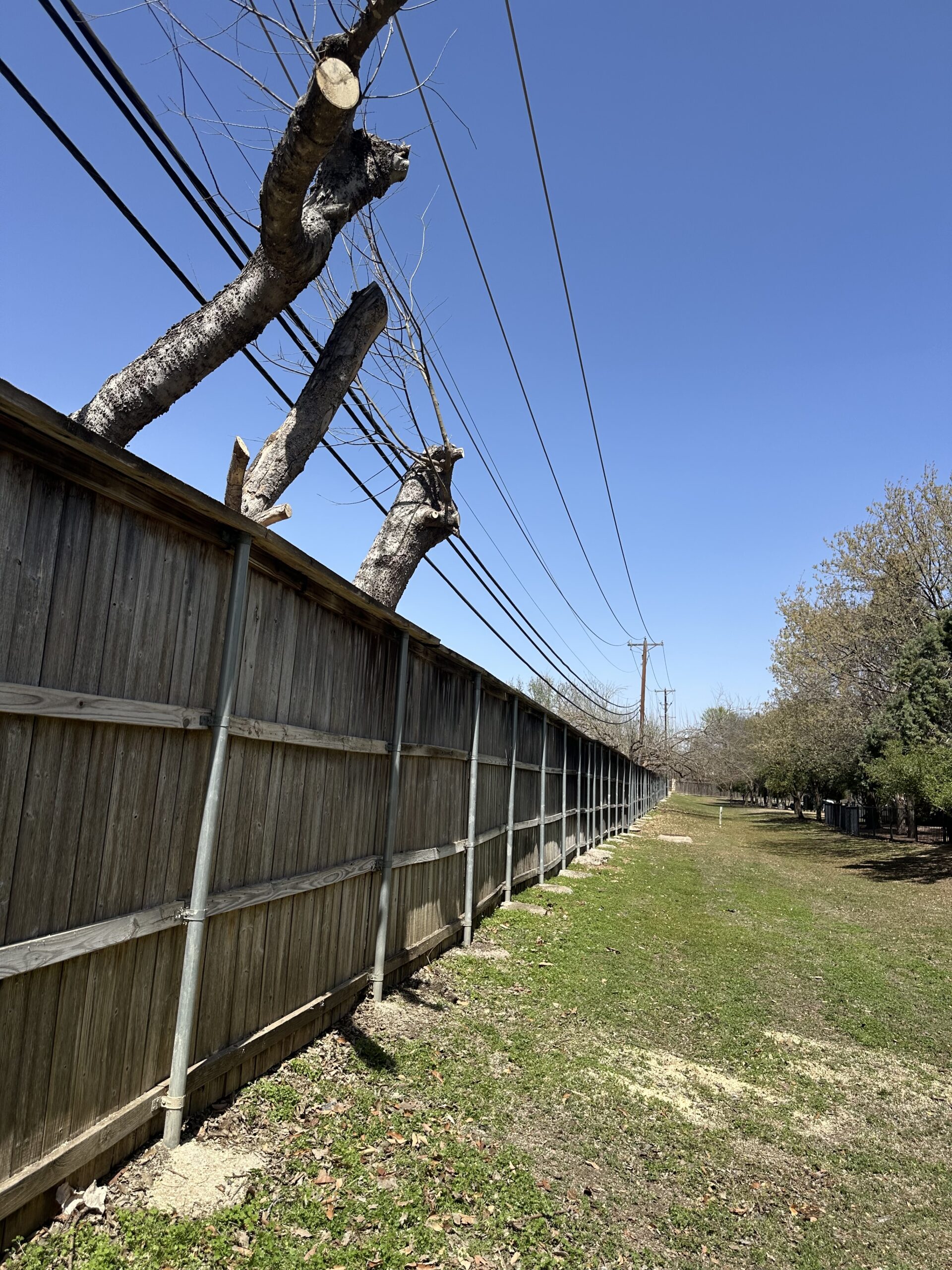 A wooden fence runs alongside a grassy area. Large tree trunks, pruned and cut back, extend above the fence, with utility wires crossing overhead under a clear blue sky.