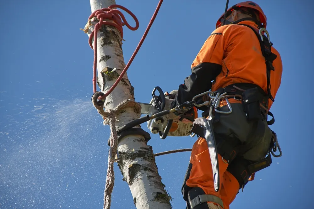 Arborist in orange protective gear uses a chainsaw to cut a tree trunk while secured with safety ropes against a clear blue sky.