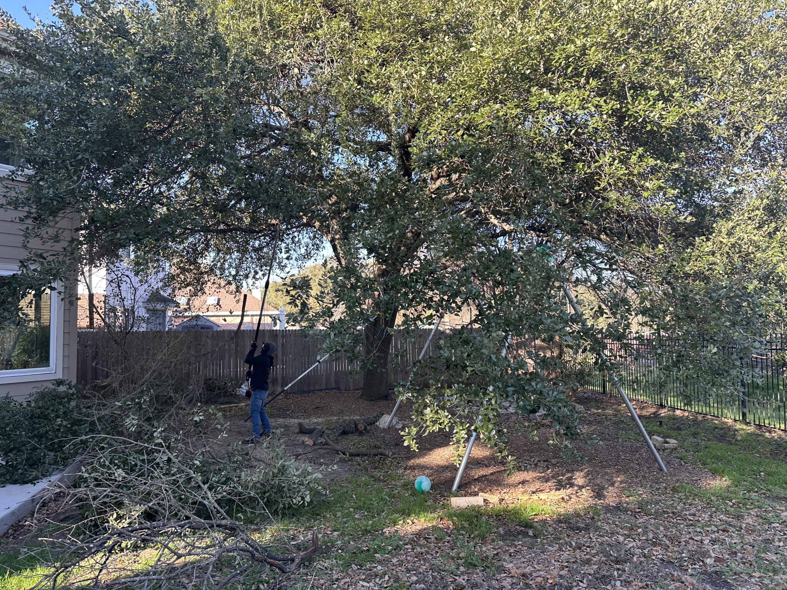 A person uses a pole saw to trim branches from a large tree in a backyard, with fallen branches and a ball on the ground nearby.