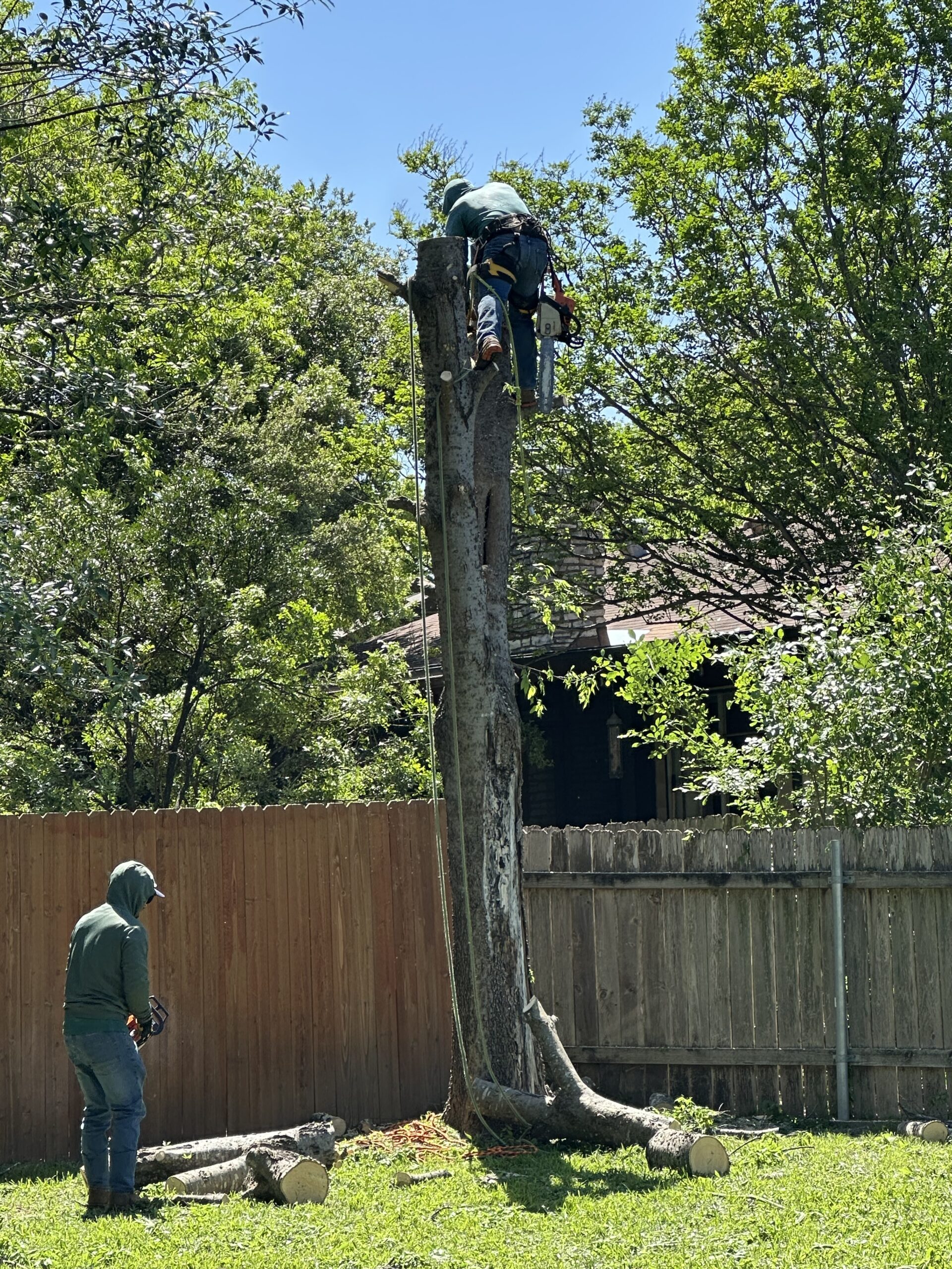 Tree Removal in Volente TX